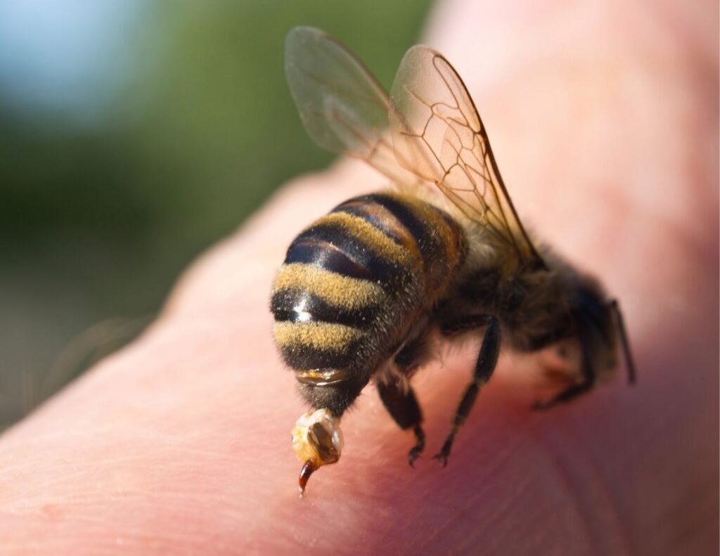 bee sting / bee stinger