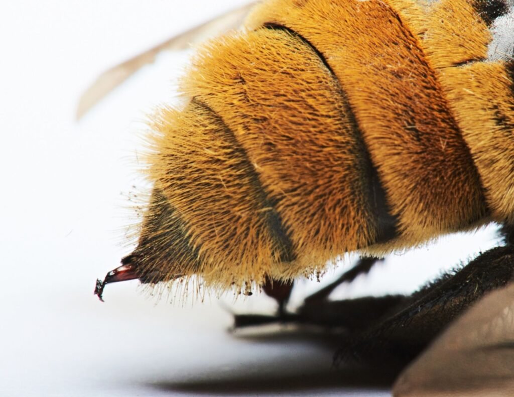 bee sting / bee stinger
